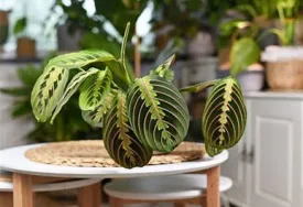 8" HB Calathea Maranta