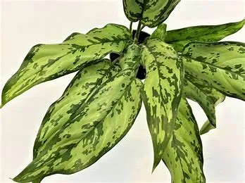 Aglaonema Romeo 6"